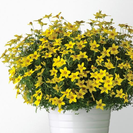 Bidens Early Yellow