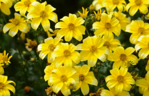 Bidens Rapid Double Yellow
