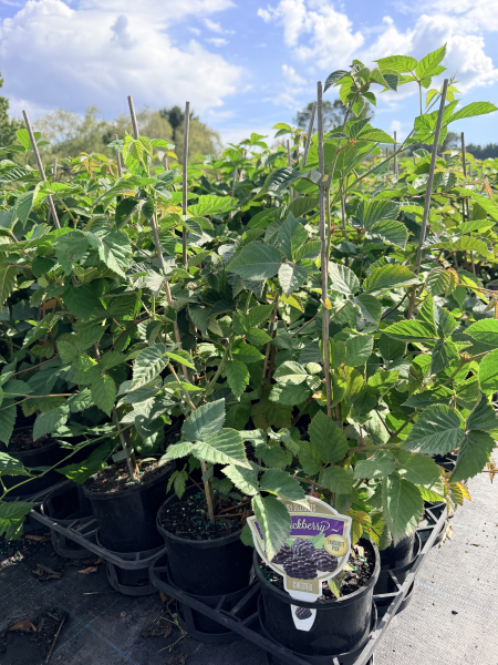 blackberry plants in pots Blackberry