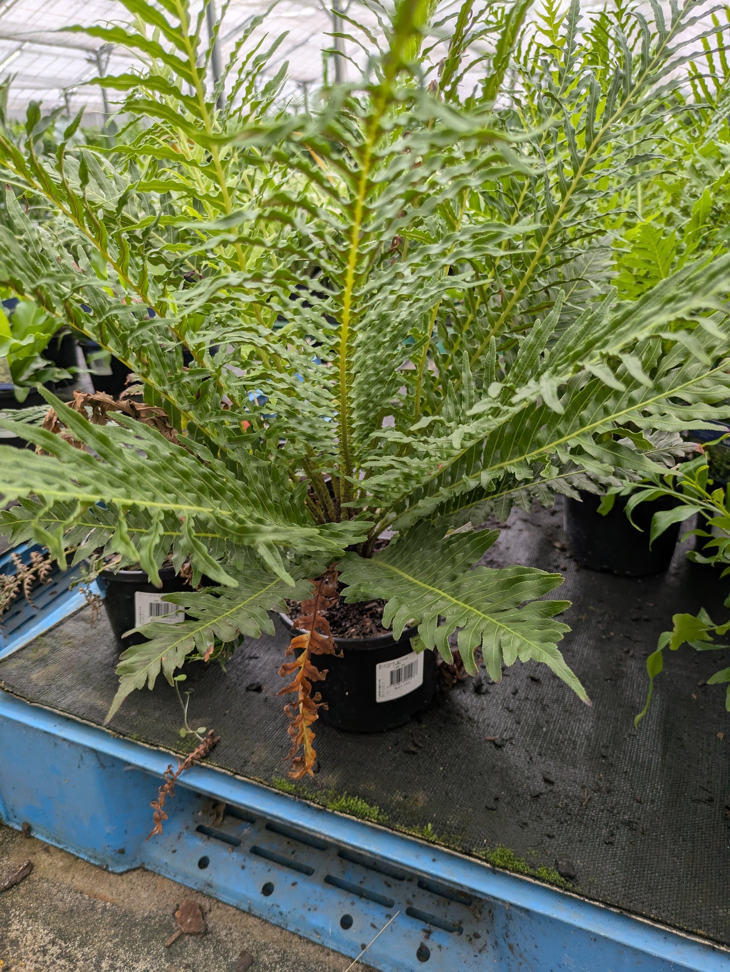 Blechnum Silver Lady