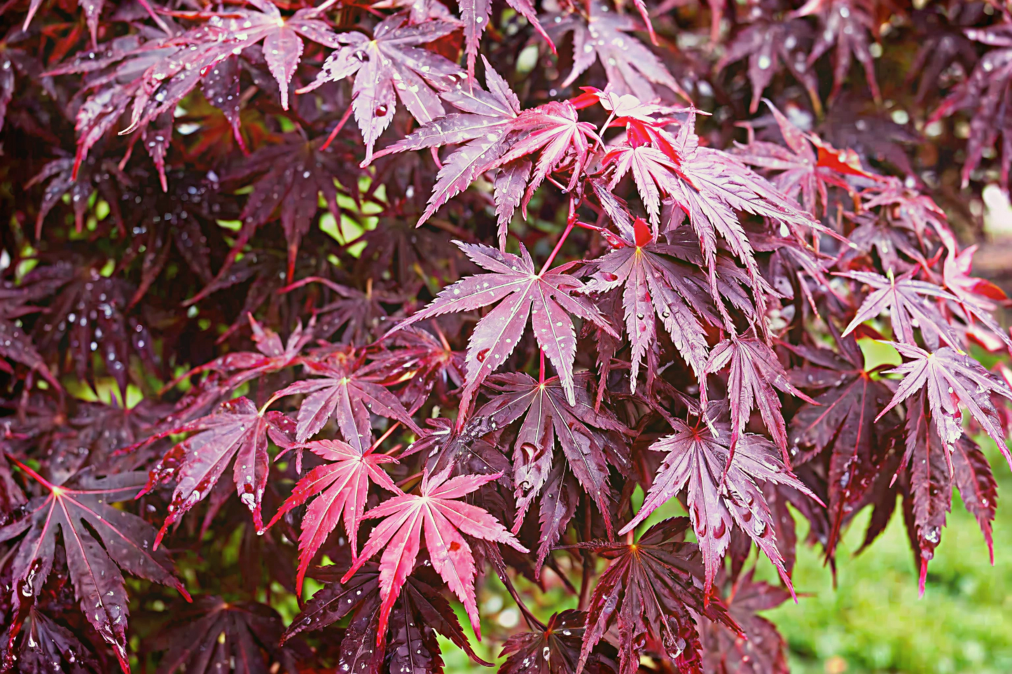 Acer palmatum 'Bloodgood'