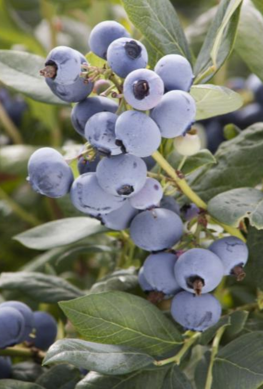 Blueberry - Sunshine Blue