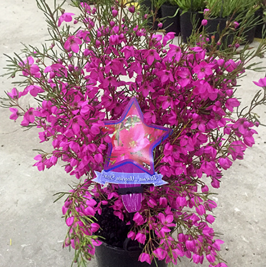 Boronia Magenta Stars  Helix Australia
