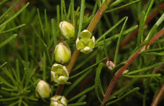 Boronia clavata