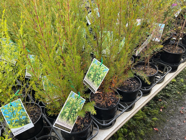 the plant broker