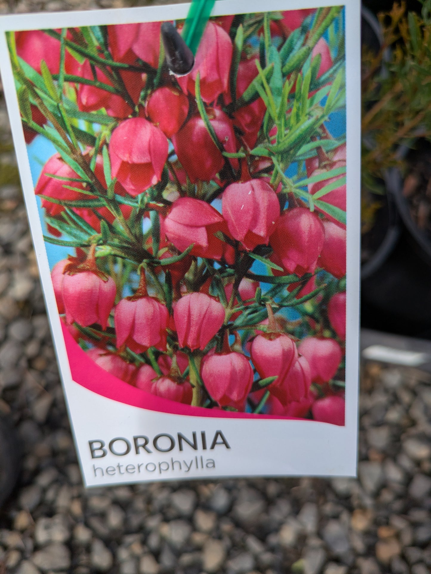 Boronia heterophylla