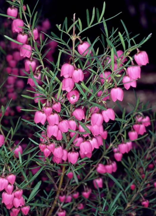 Boronia heterophylla