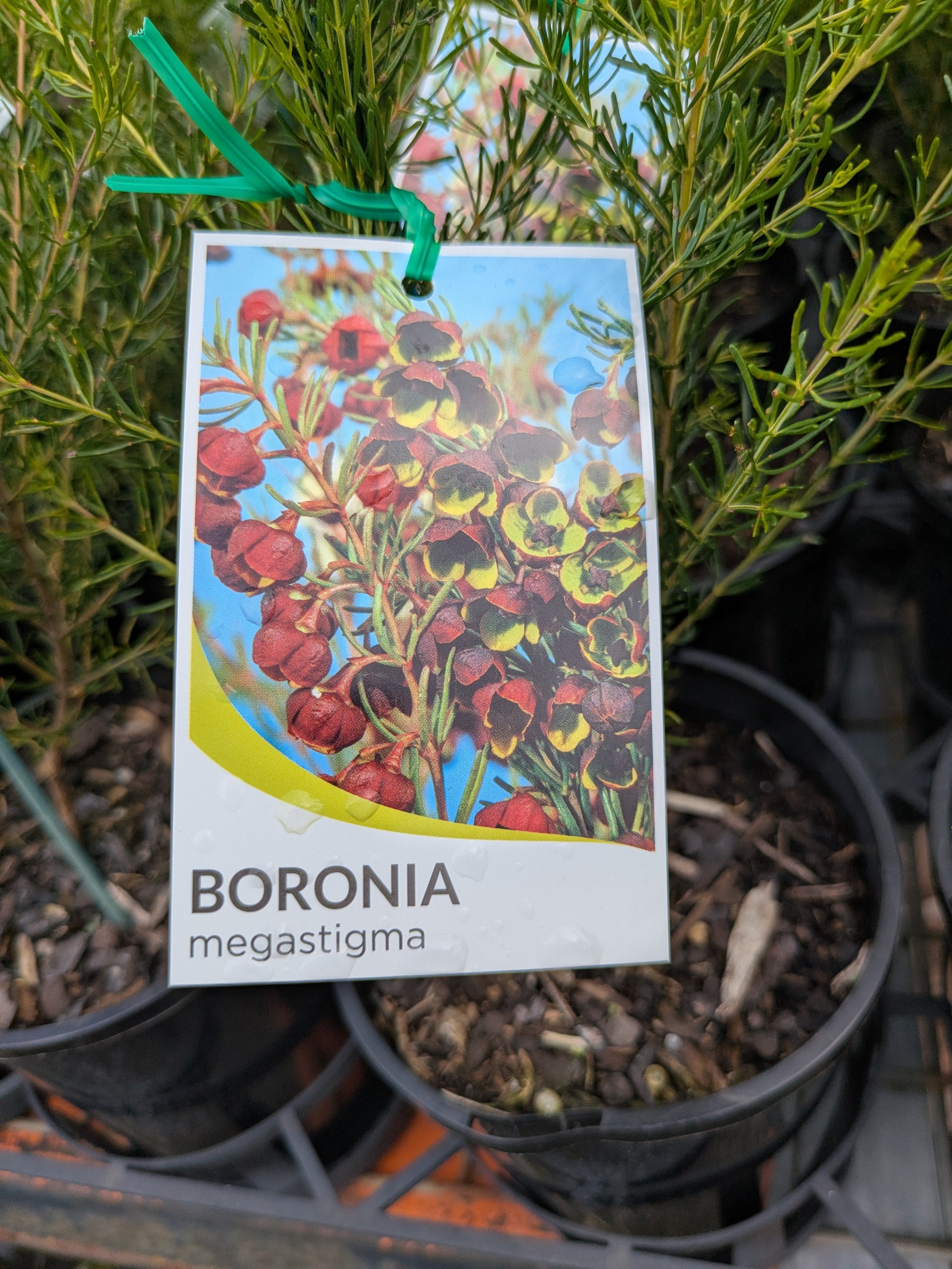 the plant broker