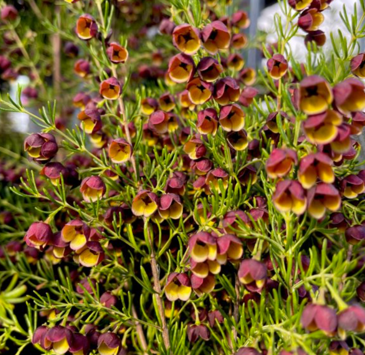 Boronia megastigma