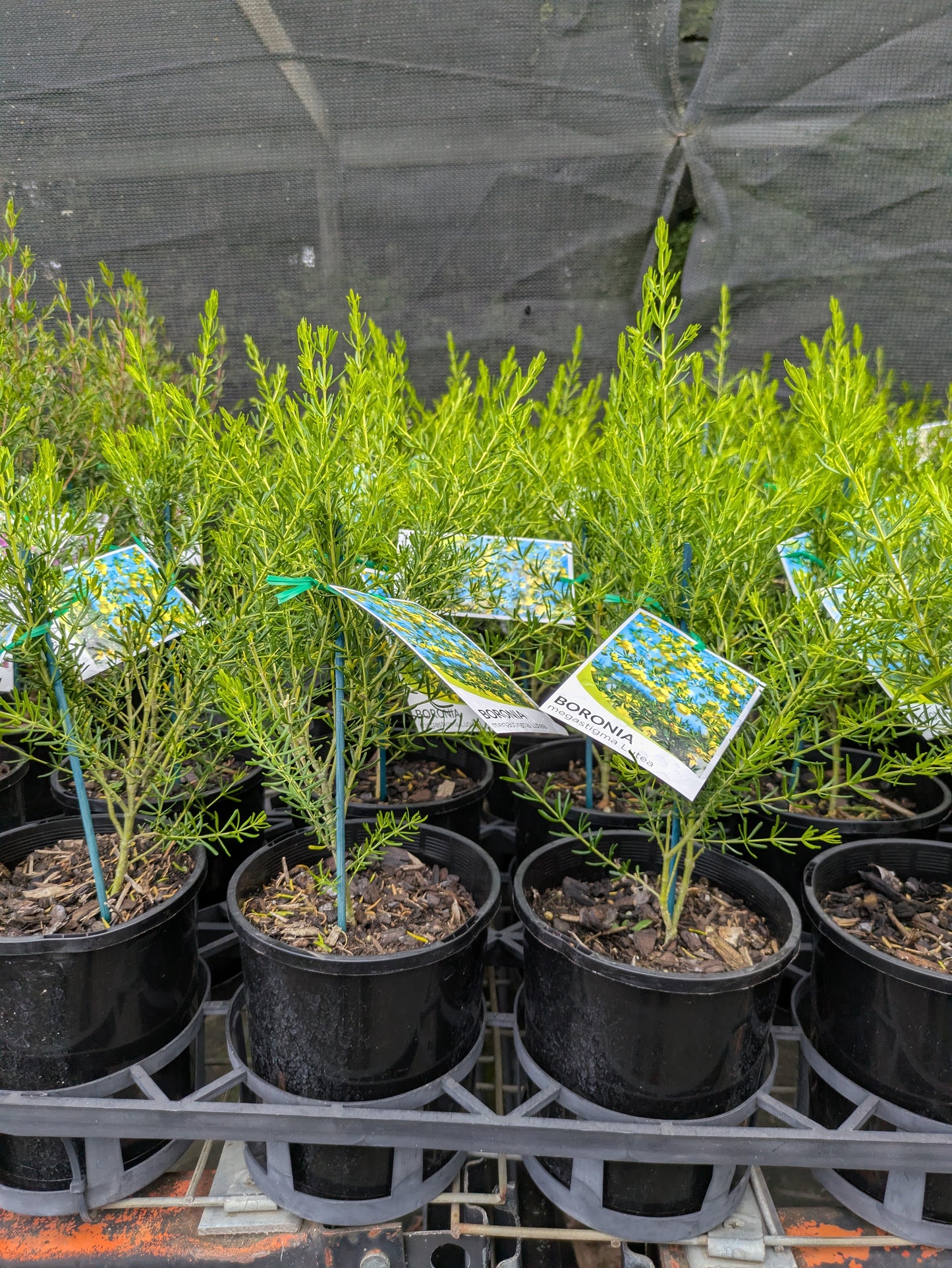 Boronia megastigma Lutea
