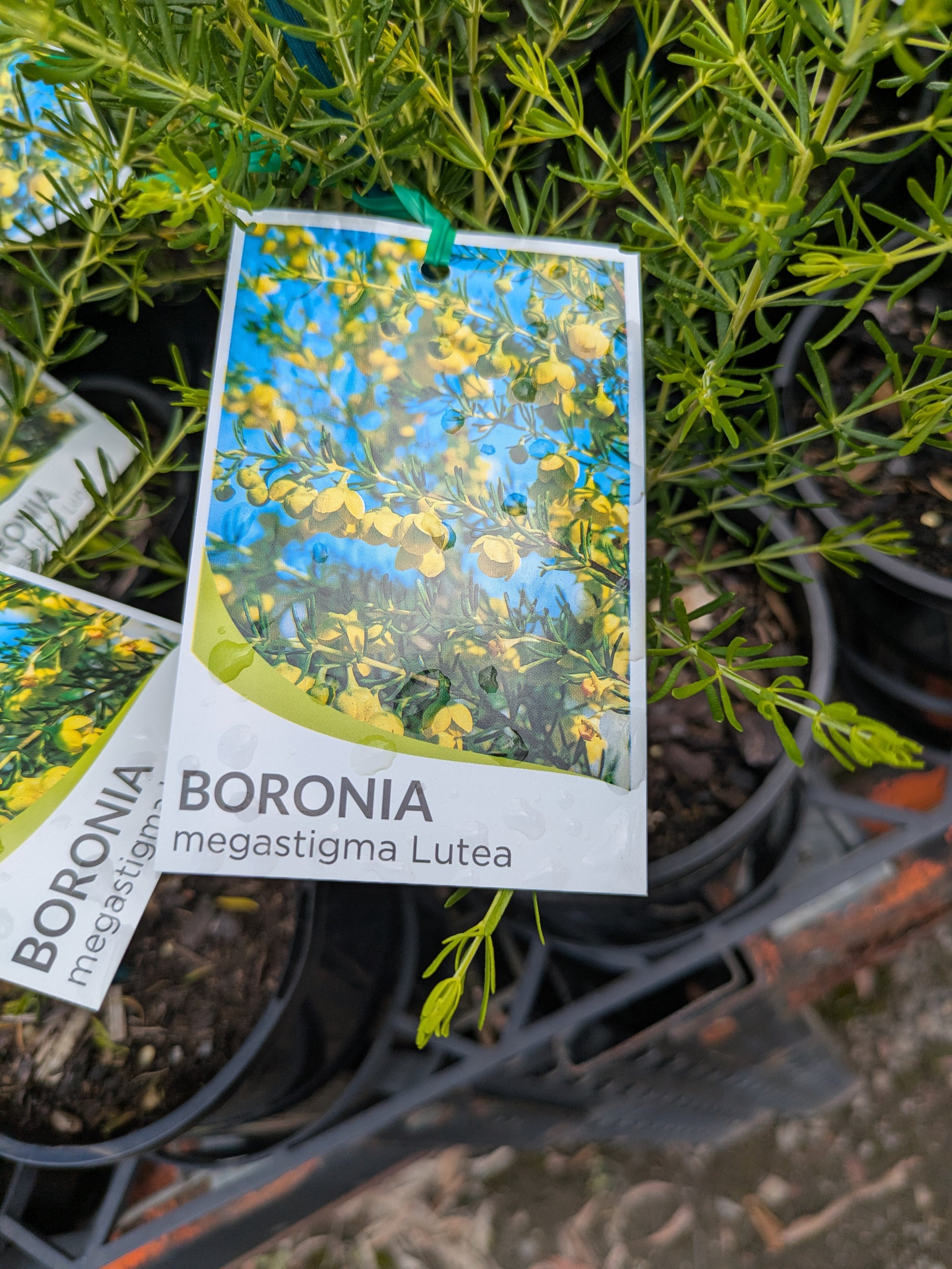 the plant broker