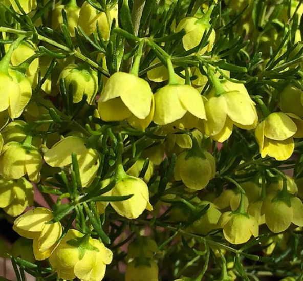 Boronia megastigma Lutea