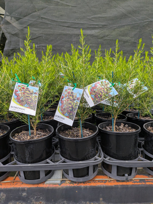 Boronia megastigma