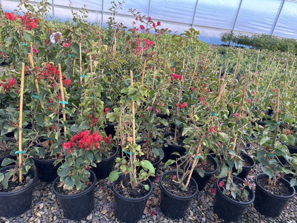 the plant broker