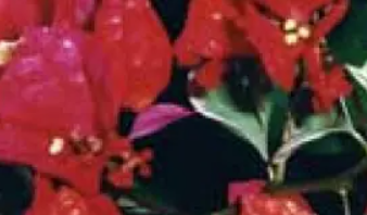 Bougainvillea Bambino™ Jellibene