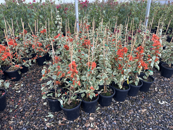 the plant broker