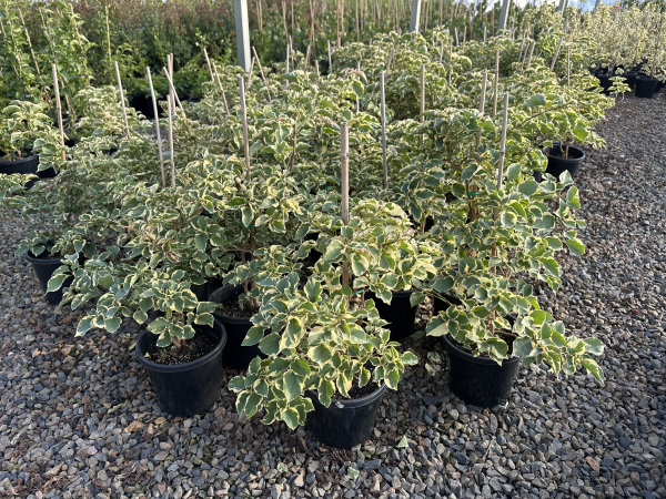 Bougainvillea Bambino™ Zuki