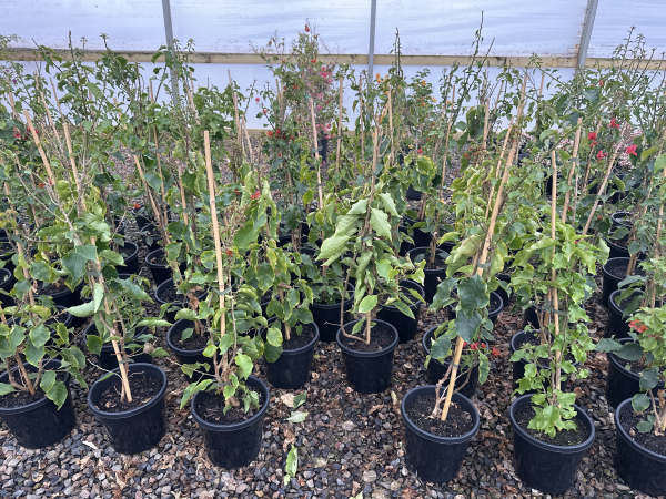 the plant broker