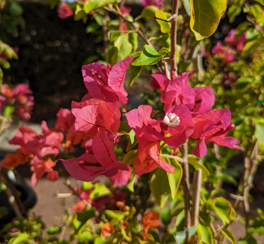 Bougainvillea glabra Crimson Jewel