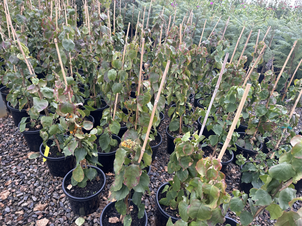 the plant broker