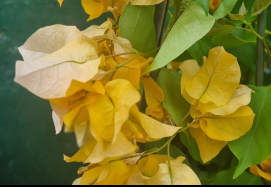Bougainvillea glabra Hawaiian Gold