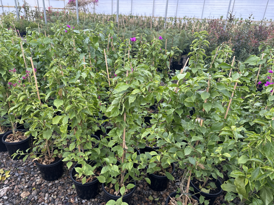 Bougainvillea glabra Magnifica traillii