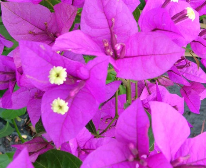 Bougainvillea glabra Magnifica traillii