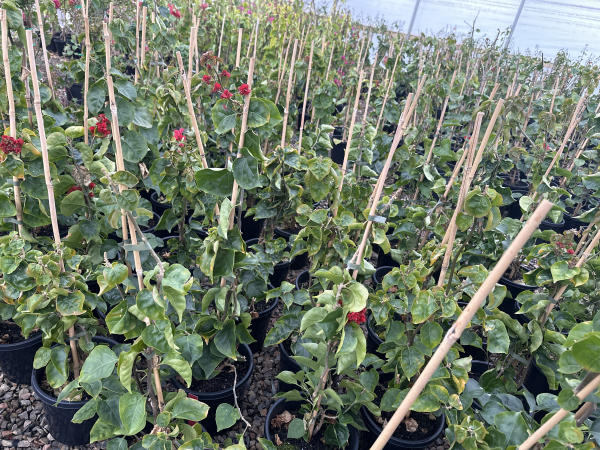 the plant broker