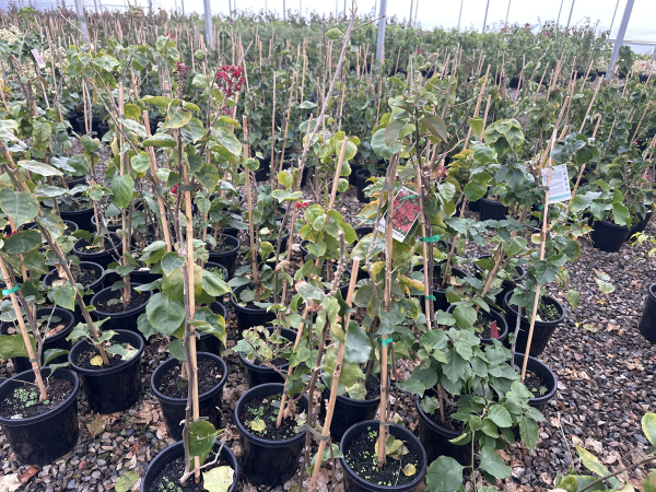 the plant broker