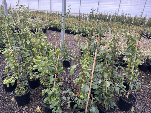 the plant broker