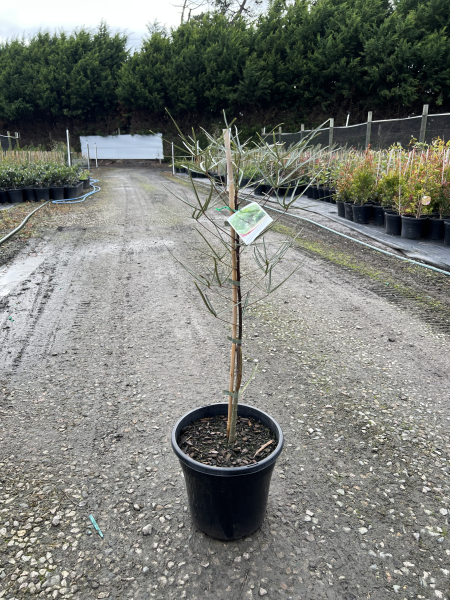 Brachychiton rupestris