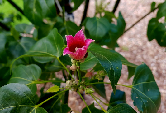 Brachychiton x acerifolius 'Griffith Pink'