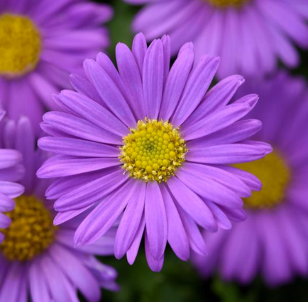 Brachyscome Fresco Purple