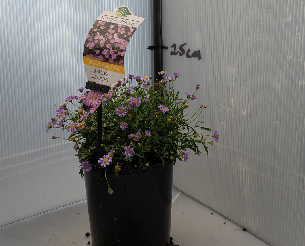 the plant broker