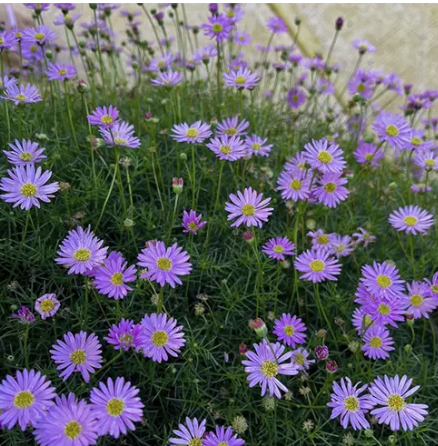 Brachyscome Mauve Delight