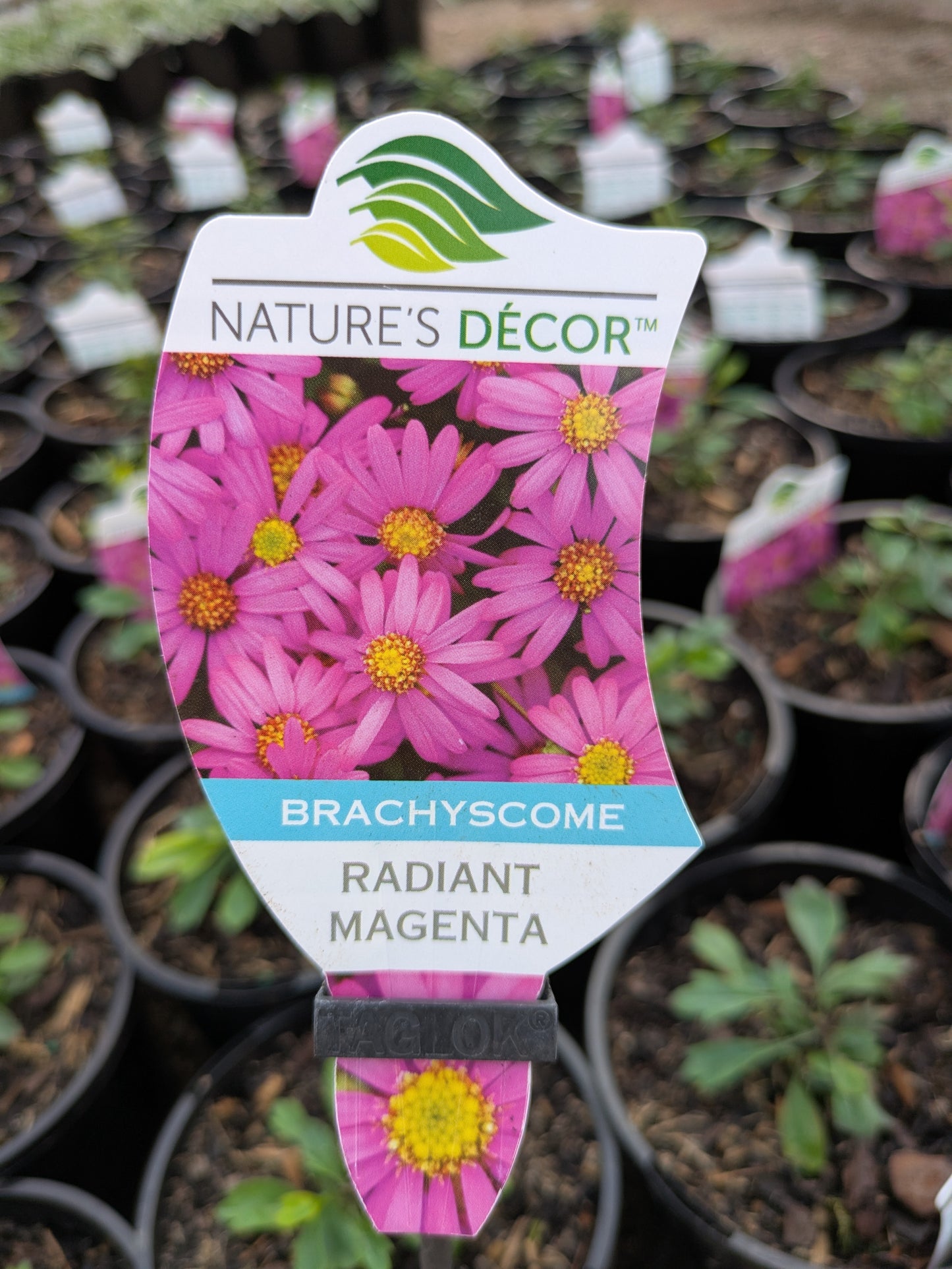 Brachyscome Radiant Magenta