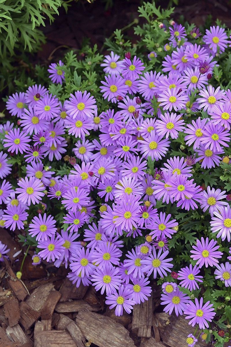 Brachyscome ‘Brasco Violet’