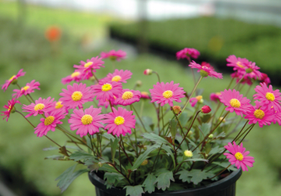 the plant broker