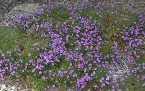 Brachyscome multifida