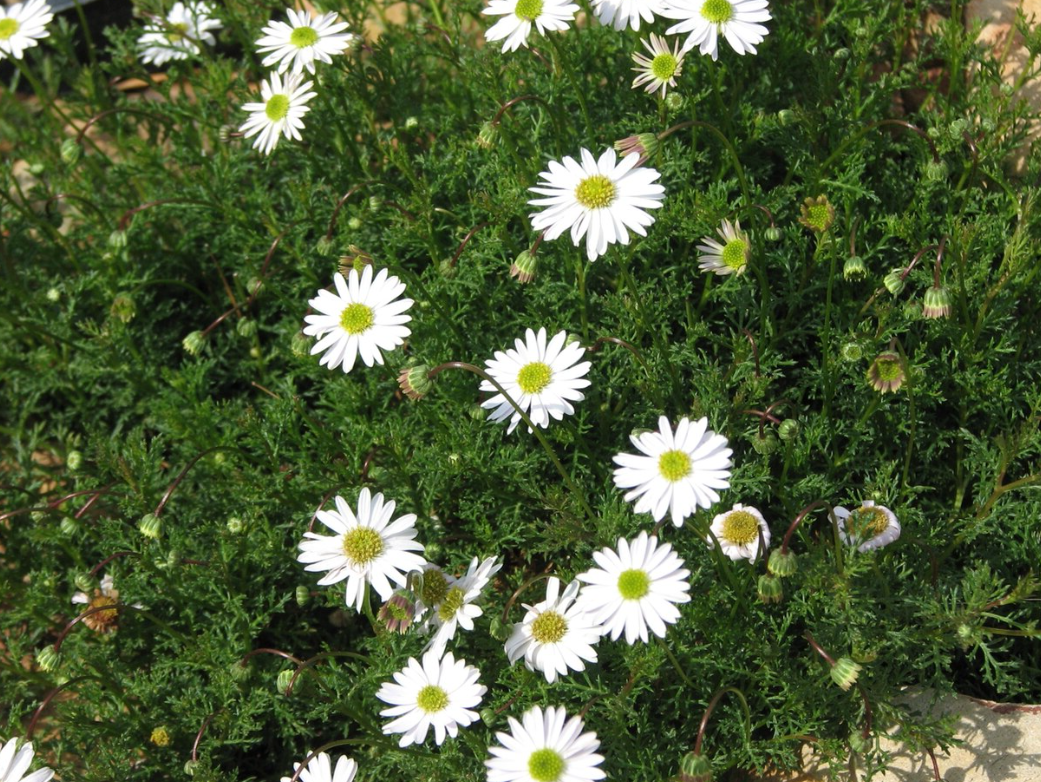 Brachyscome multifida Alba