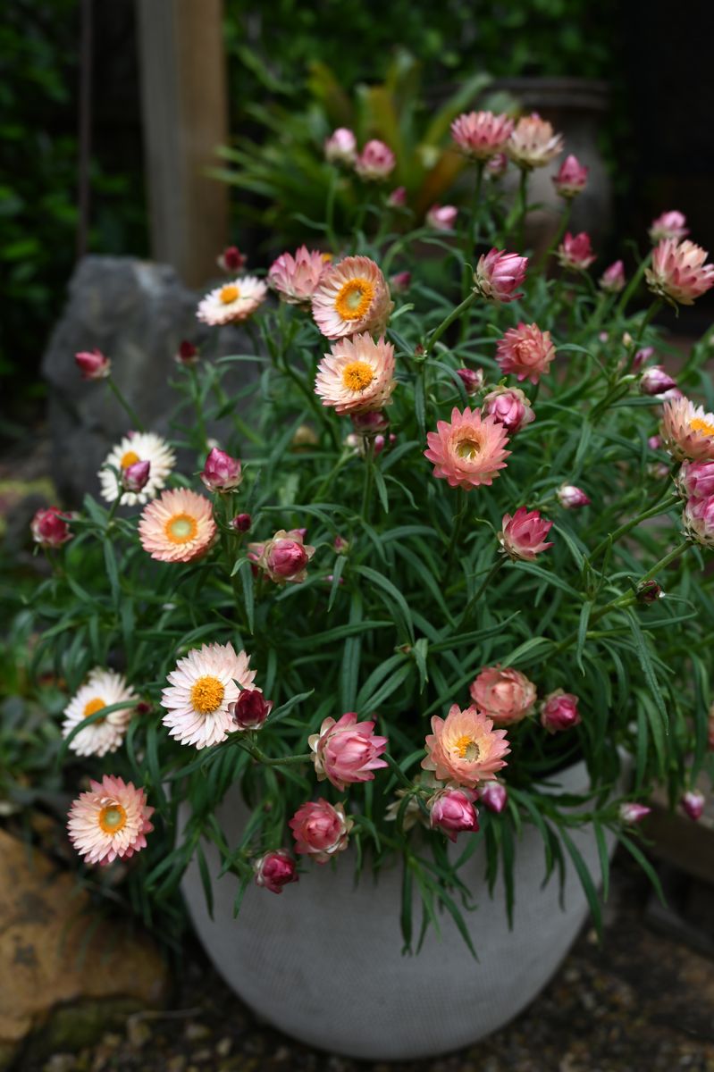 Bracteantha 'Daisy Fields Blush'