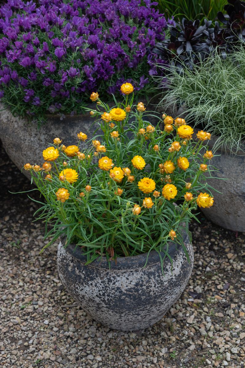 Bracteantha ‘Daisy Fields Gold’