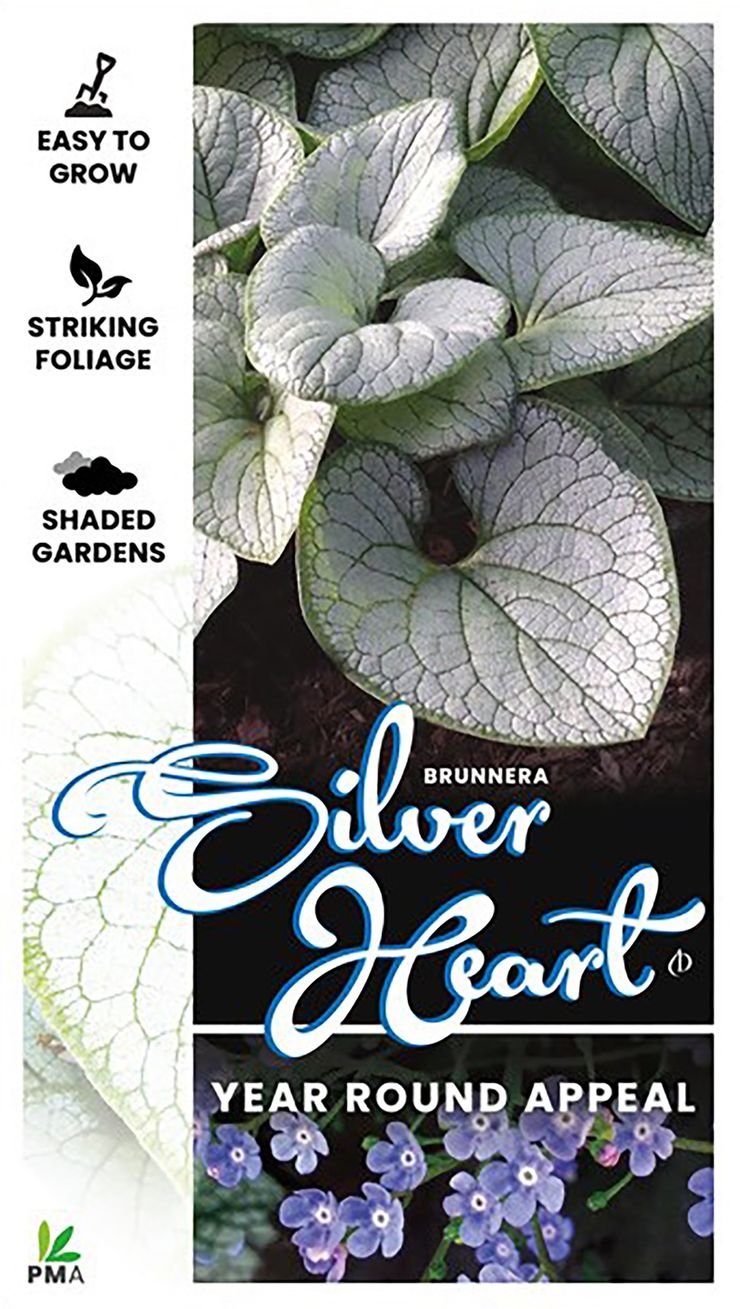 Brunnera ‘Silver Heart’