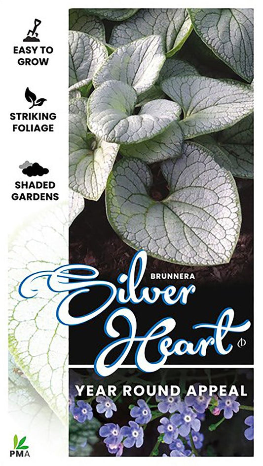 Brunnera ‘Silver Heart’