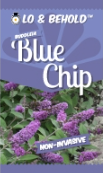 Buddleja Blue Chip