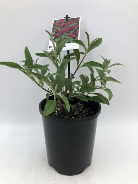 Buddleja davidii Royal Red