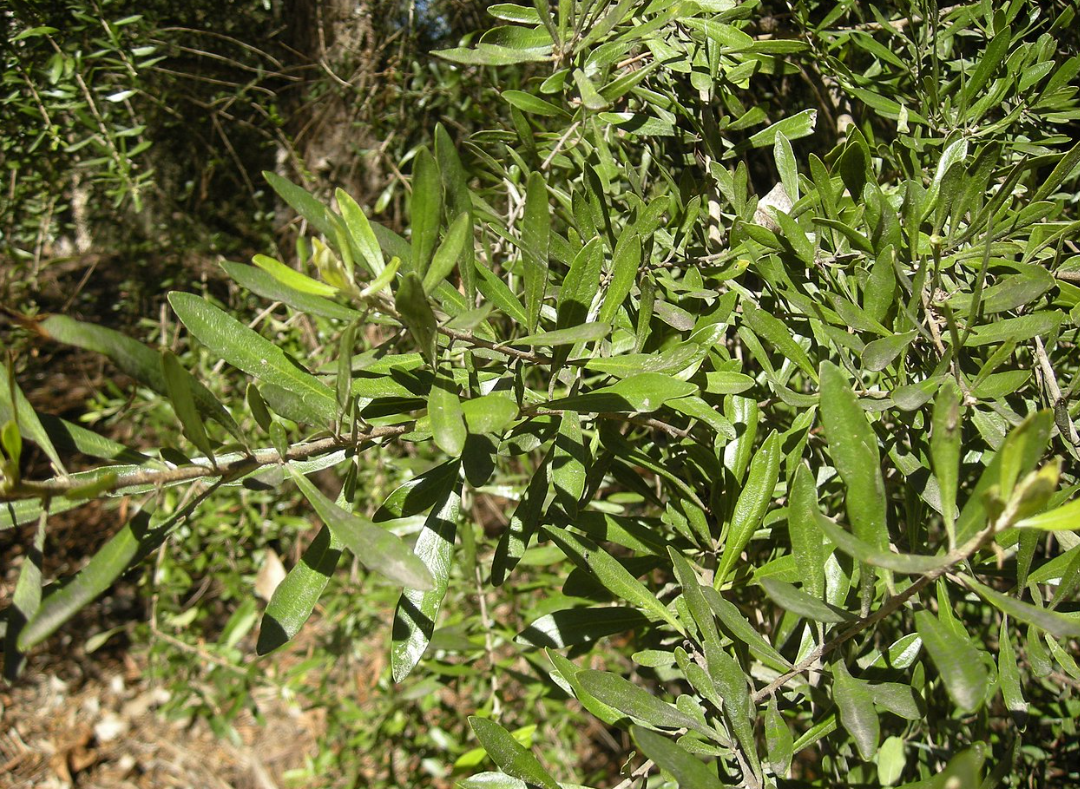 Bursaria spinosa