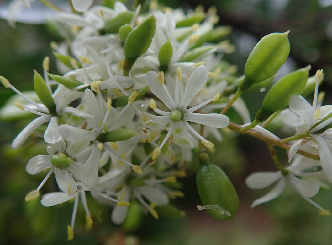 Bursaria spinosa