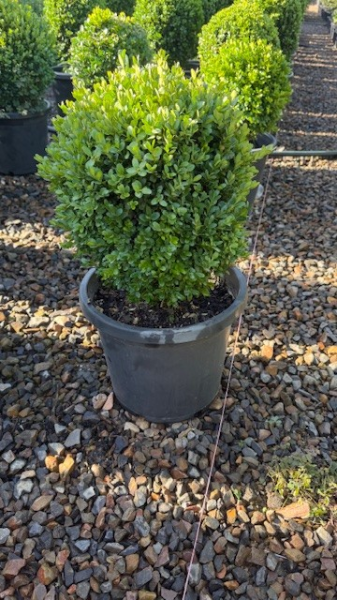 Buxus sempervirens Suffruiticosa