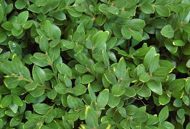 Buxus microphylla Koreana